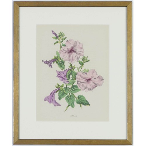 119 - JOHN NASH (brother of Paul Nash), a set of twelve English Flowers, botanical lithographs 1948, print... 