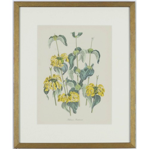 119 - JOHN NASH (brother of Paul Nash), a set of twelve English Flowers, botanical lithographs 1948, print... 