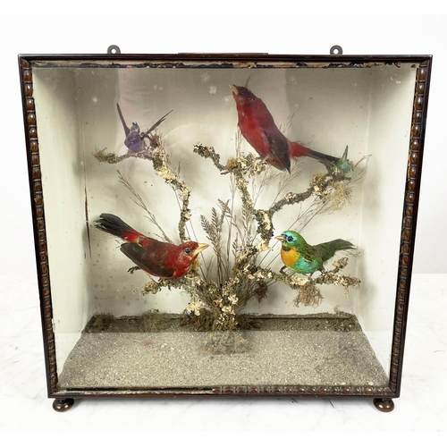 53 - TAXIDERMY CASED BIRDS, the birds displayed perched on branches in rosewood case, bears plaque inscri... 