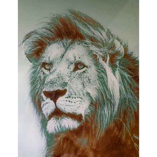 48 - CONTEMPORARY SCHOOL PHOTO PRINT, lion, print under glass, 160cm x 120cm.