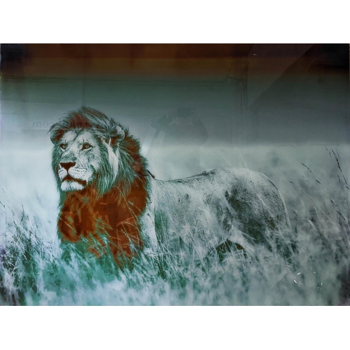 48 - CONTEMPORARY SCHOOL PHOTO PRINT, lion, print under glass, 160cm x 120cm.