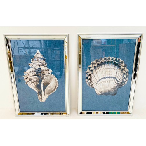 333 - SEA SHELL PRINTS, a set of two, framed, 67cm H x 46cm W. (2)