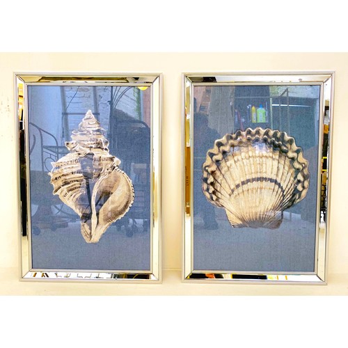 333 - SEA SHELL PRINTS, a set of two, framed, 67cm H x 46cm W. (2)