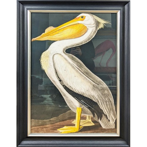 415 - AFTER AUBUDON PRINT, pelican, with relief detail, framed, 106cm x 75.5cm.