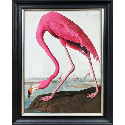 416 - AFTER AUBUDON PRINT, flamingo, with relief detail, framed, 106cm x 75.5cm.