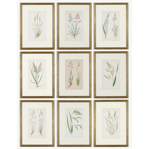 511 - E J LOWE, a set of nine botanical prints, circa 1858, 30cm x 23cm each.