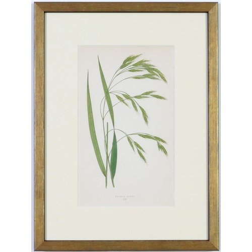 511 - E J LOWE, a set of nine botanical prints, circa 1858, 30cm x 23cm each.