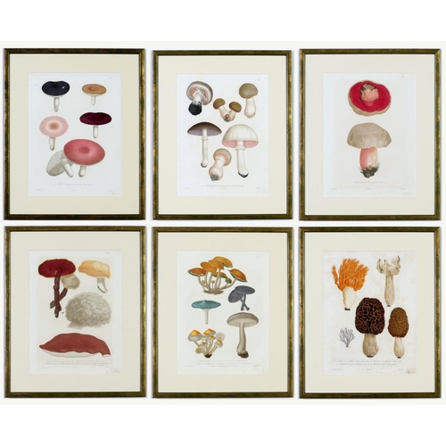 512 - JOSEPH ROQUES, Mushrooms, a rare set six engravings with hand colouring from 1864, Victor Masson et ... 