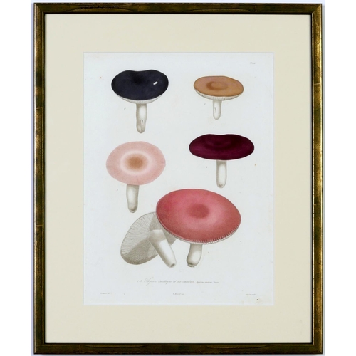 512 - JOSEPH ROQUES, Mushrooms, a rare set six engravings with hand colouring from 1864, Victor Masson et ... 