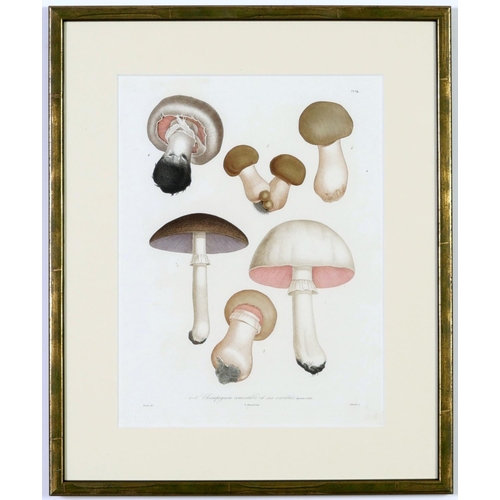 512 - JOSEPH ROQUES, Mushrooms, a rare set six engravings with hand colouring from 1864, Victor Masson et ... 