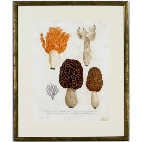 512 - JOSEPH ROQUES, Mushrooms, a rare set six engravings with hand colouring from 1864, Victor Masson et ... 