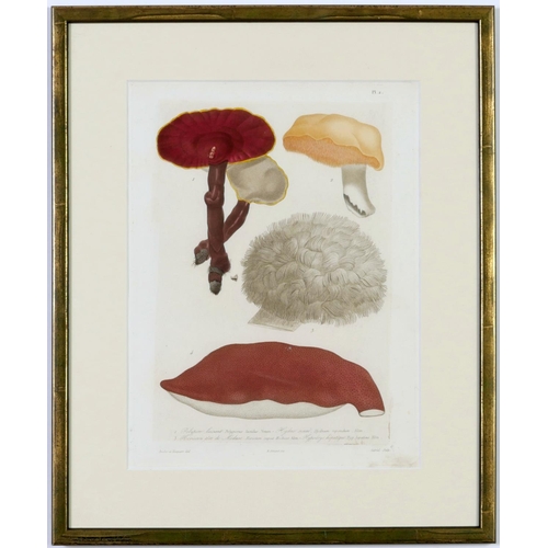 512 - JOSEPH ROQUES, Mushrooms, a rare set six engravings with hand colouring from 1864, Victor Masson et ... 