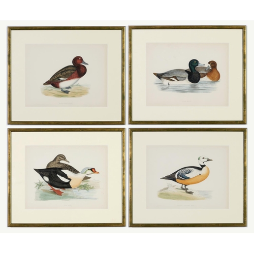 528 - A SET OF FOUR BRITISH DUCKS, handcoloured lithographic plates, 1891, Ref Beverly Morris, 31cm x 24cm... 