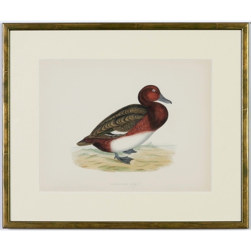 528 - A SET OF FOUR BRITISH DUCKS, handcoloured lithographic plates, 1891, Ref Beverly Morris, 31cm x 24cm... 