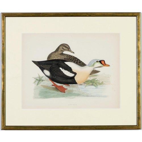 528 - A SET OF FOUR BRITISH DUCKS, handcoloured lithographic plates, 1891, Ref Beverly Morris, 31cm x 24cm... 