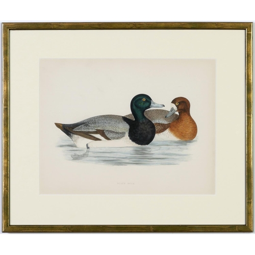 528 - A SET OF FOUR BRITISH DUCKS, handcoloured lithographic plates, 1891, Ref Beverly Morris, 31cm x 24cm... 