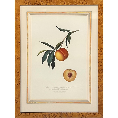 25 - BOTANICAL PRINTS, a pair, in burr wood frames, 66cm x 48cm. (2)