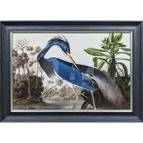 392 - AFTER AUBUDON PRINT, 'Louisiana heron', with relief detail, framed, 105.5cm x 75.5cm.