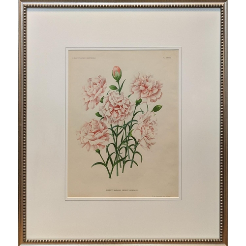 57 - P DE PANNE MACHER, 'Illustration morticole', chrome lithographs, 35cm x 26cm, framed.