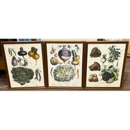 72 - BOTANICAL 'VEGETABLE' PRINTS, a set of three, 68cm x 54cm. (3)