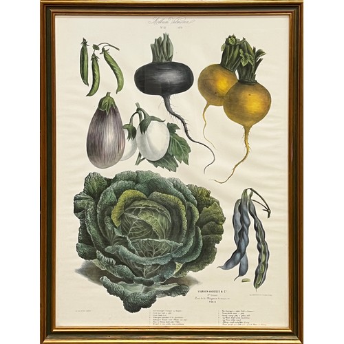 72 - BOTANICAL 'VEGETABLE' PRINTS, a set of three, 68cm x 54cm. (3)