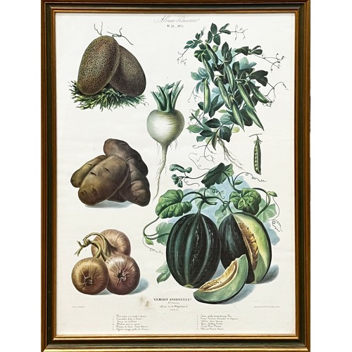 72 - BOTANICAL 'VEGETABLE' PRINTS, a set of three, 68cm x 54cm. (3)