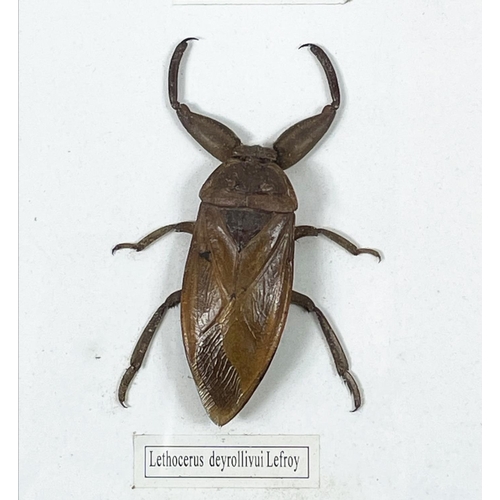 25 - A COLLECTION OF INSECT SPECIMENS, seven display cases, comprising a variety including beetles, locus... 