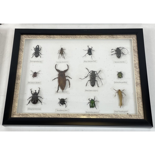 25 - A COLLECTION OF INSECT SPECIMENS, seven display cases, comprising a variety including beetles, locus... 