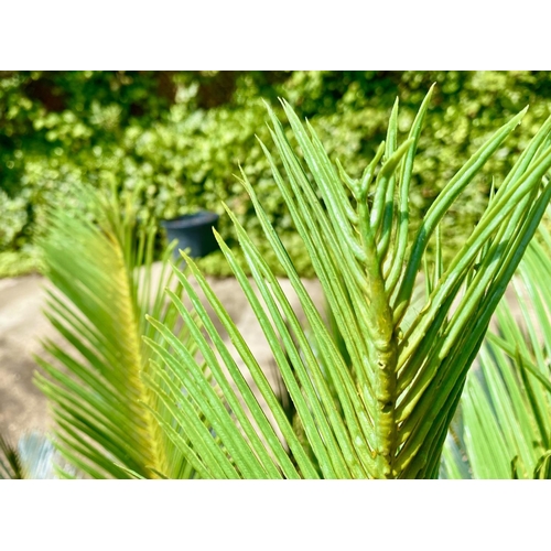 384 - FAUX FERN TREES, a pair, in black planters, 110cm high, 100cm wide. (2)