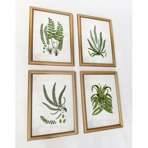 437 - BOTANICAL PRINTS, a set of four, ferns, gilt framed and glazed, each 46cm x 34cm. (4)