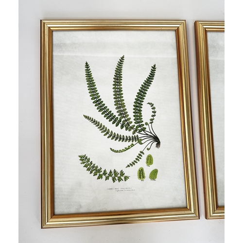 437 - BOTANICAL PRINTS, a set of four, ferns, gilt framed and glazed, each 46cm x 34cm. (4)