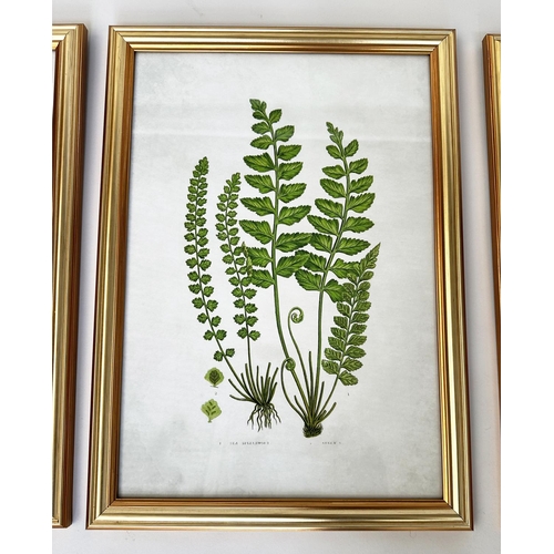 437 - BOTANICAL PRINTS, a set of four, ferns, gilt framed and glazed, each 46cm x 34cm. (4)