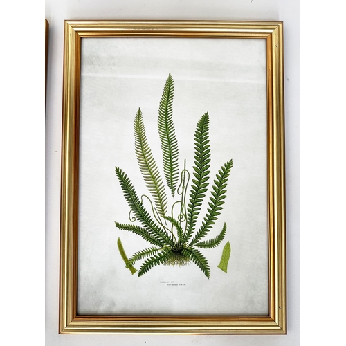 437 - BOTANICAL PRINTS, a set of four, ferns, gilt framed and glazed, each 46cm x 34cm. (4)