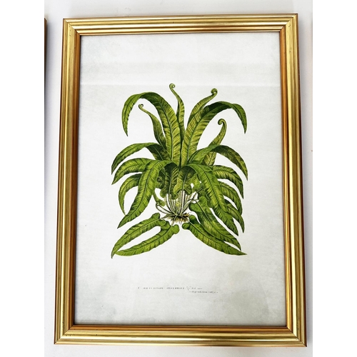 437 - BOTANICAL PRINTS, a set of four, ferns, gilt framed and glazed, each 46cm x 34cm. (4)