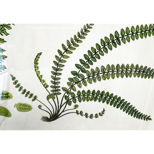 437 - BOTANICAL PRINTS, a set of four, ferns, gilt framed and glazed, each 46cm x 34cm. (4)