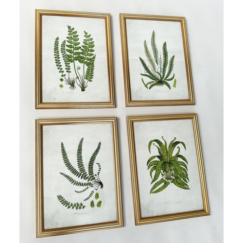 437 - BOTANICAL PRINTS, a set of four, ferns, gilt framed and glazed, each 46cm x 34cm. (4)