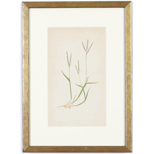 79 - E J LOWE, Grasses, a set of nine botanical prints, circa 1858, from 1864, 30cm x 23cm each.