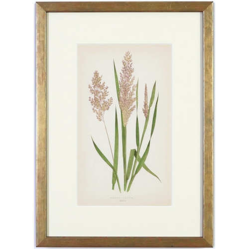 79 - E J LOWE, Grasses, a set of nine botanical prints, circa 1858, from 1864, 30cm x 23cm each.