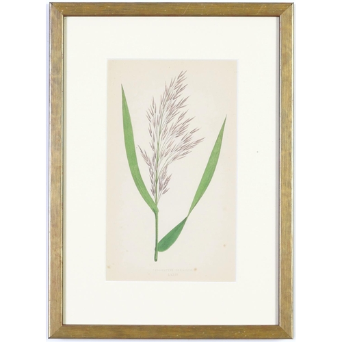 79 - E J LOWE, Grasses, a set of nine botanical prints, circa 1858, from 1864, 30cm x 23cm each.