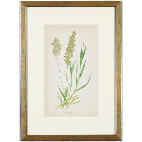 79 - E J LOWE, Grasses, a set of nine botanical prints, circa 1858, from 1864, 30cm x 23cm each.