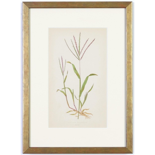 79 - E J LOWE, Grasses, a set of nine botanical prints, circa 1858, from 1864, 30cm x 23cm each.