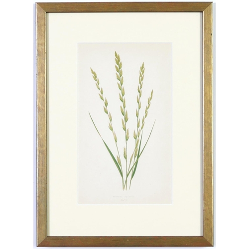 79 - E J LOWE, Grasses, a set of nine botanical prints, circa 1858, from 1864, 30cm x 23cm each.