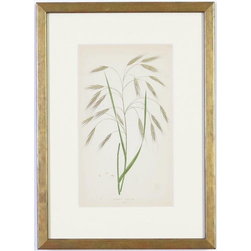 79 - E J LOWE, Grasses, a set of nine botanical prints, circa 1858, from 1864, 30cm x 23cm each.