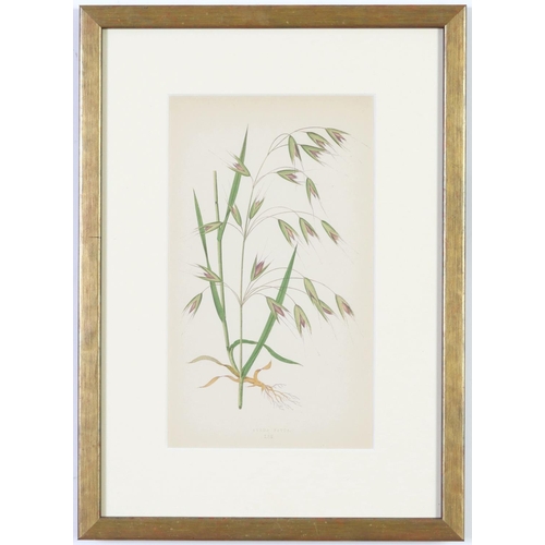 79 - E J LOWE, Grasses, a set of nine botanical prints, circa 1858, from 1864, 30cm x 23cm each.