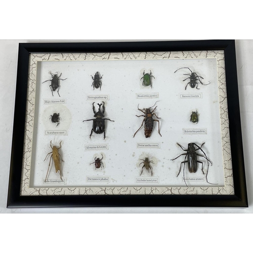 30 - A COLLECTION OF INSECT SPECIMENS, seven display cases, comprising a variety including beetles, locus... 