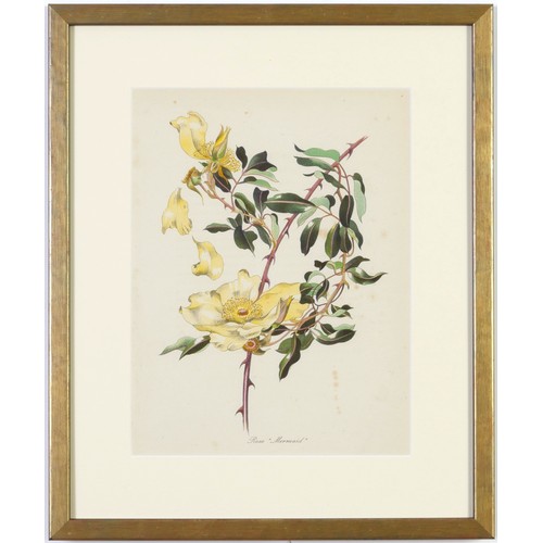 48 - JOHN NASH (brother of Paul Nash), a set of 12 English flowers, botanical lithographs, 1948, printed ... 