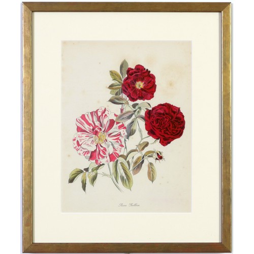 48 - JOHN NASH (brother of Paul Nash), a set of 12 English flowers, botanical lithographs, 1948, printed ... 