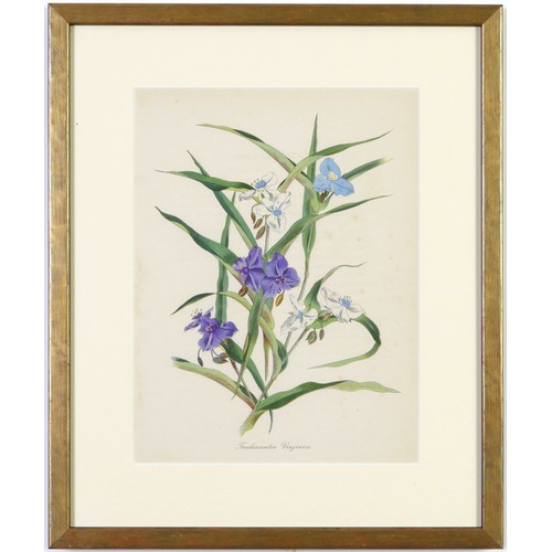 48 - JOHN NASH (brother of Paul Nash), a set of 12 English flowers, botanical lithographs, 1948, printed ... 