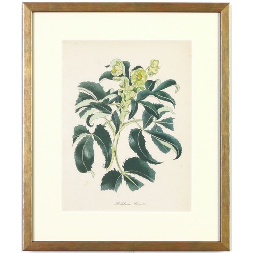 48 - JOHN NASH (brother of Paul Nash), a set of 12 English flowers, botanical lithographs, 1948, printed ... 