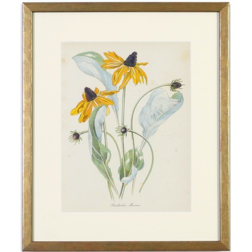 48 - JOHN NASH (brother of Paul Nash), a set of 12 English flowers, botanical lithographs, 1948, printed ... 